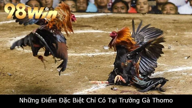 Những Điểm Đặc Biệt Chỉ Có Tại Trường Gà Thomo