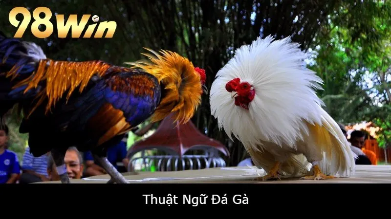 Thuật ngữ đá gà 98win