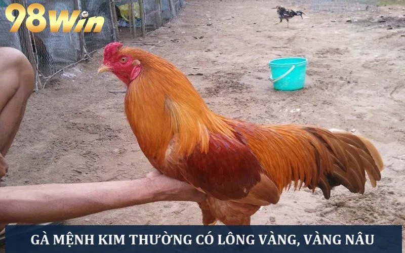 Gà thuộc mệnh Kim thường có màu lông vàng hoặc vàng nâu