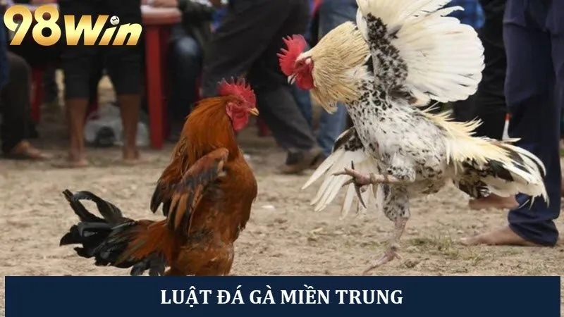 Bật mí thông tin chi tiết luật đá gà miền Trung