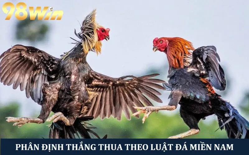 Cách phân định thắng thua trong luật đá gà Miền Nam