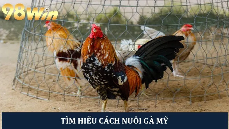 Bật mí cách nuôi gà Mỹ chuẩn của sư kê