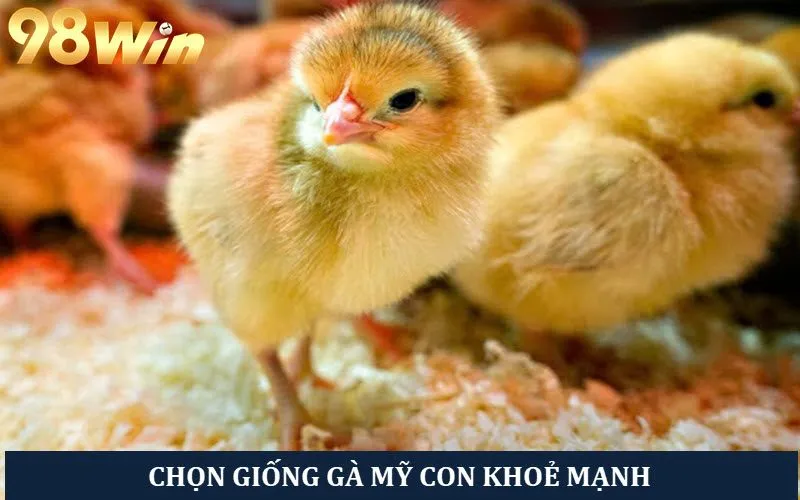 Chọn gà Mỹ giống đẹp mã, khoẻ mạnh