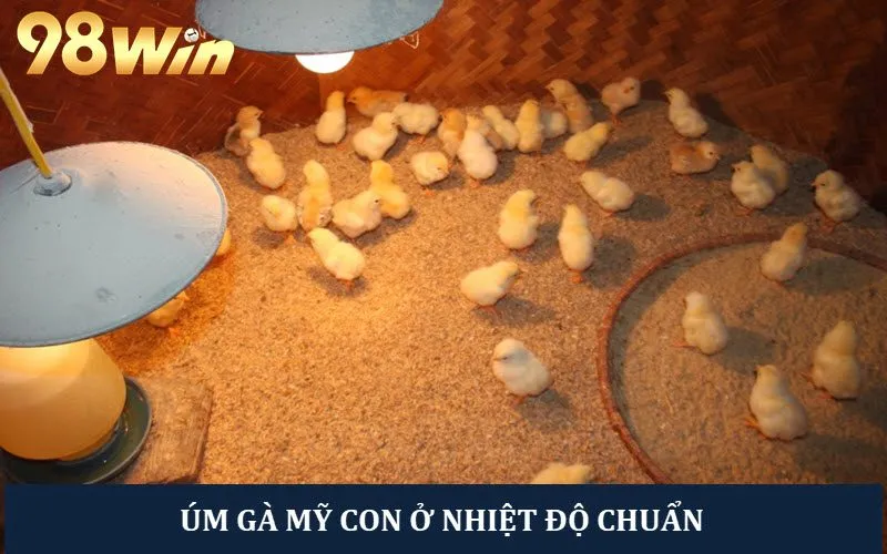 Úm gà con ở nhiệt độ phù hợp để phòng bệnh